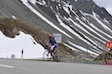 Albula